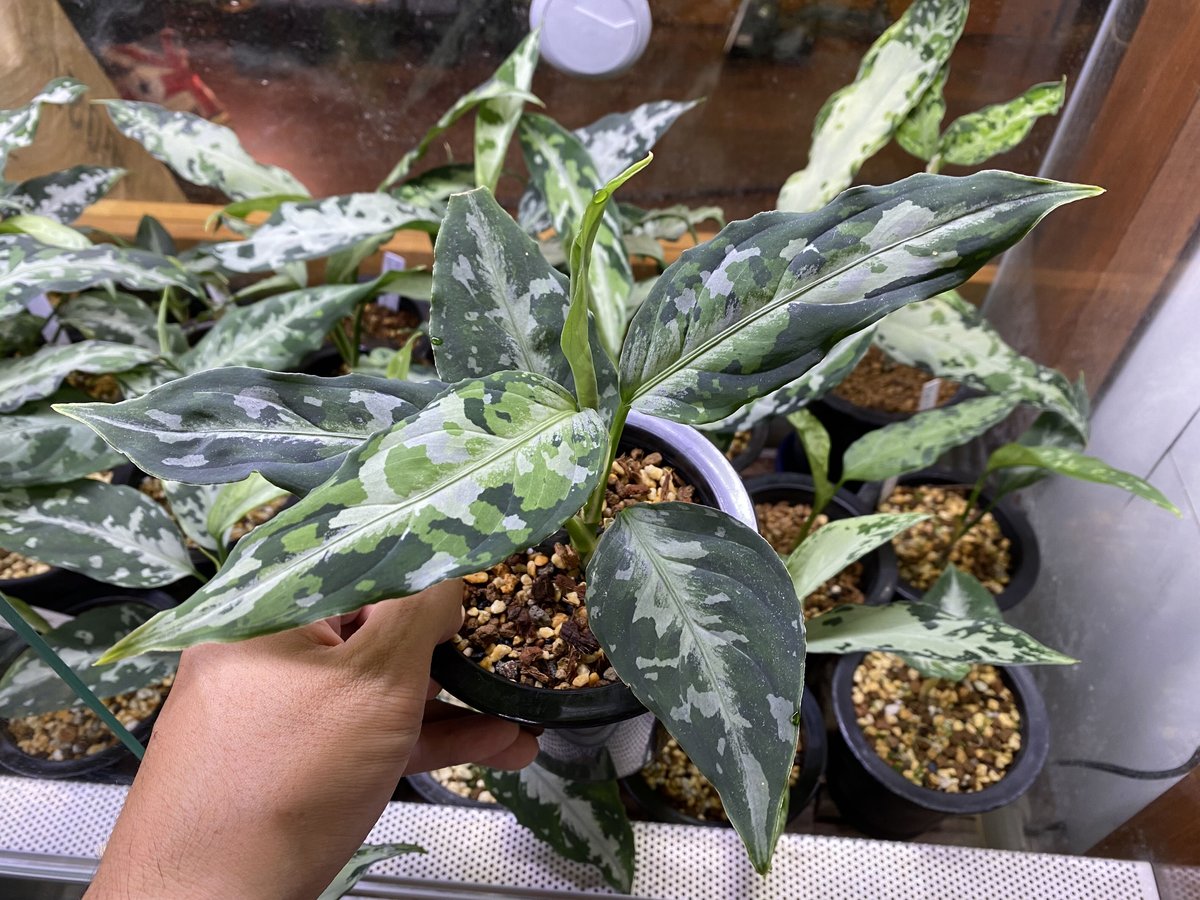 Aglaonema pictum tricolor Aceh, Sumatera, LA081