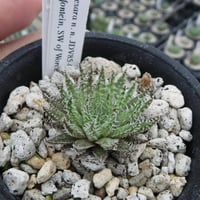 Haworthia kesara n. n. JDV85-060