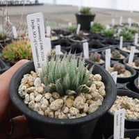 Haworthia cummingii DMC11214