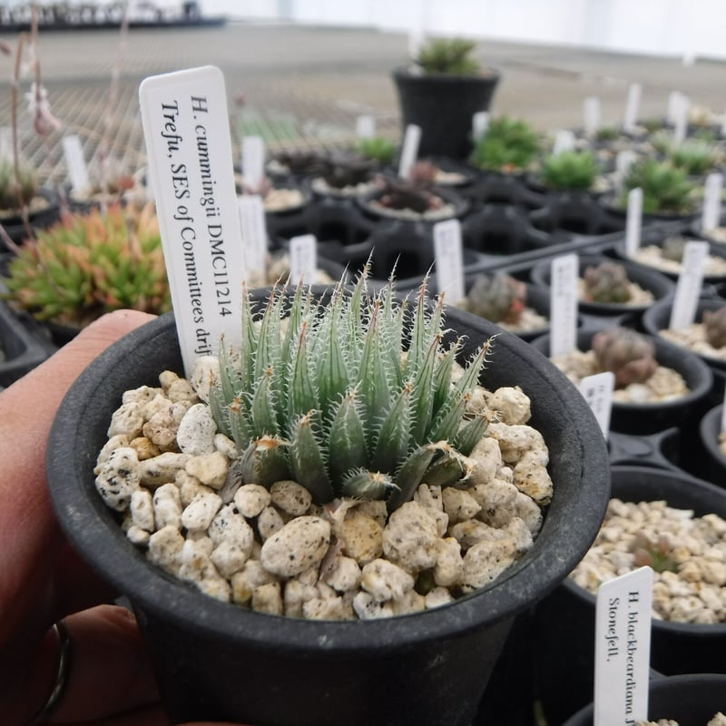 Haworthia cummingii DMC11214 | Green Note Haworthia cummingii DMC11214 | Green Note