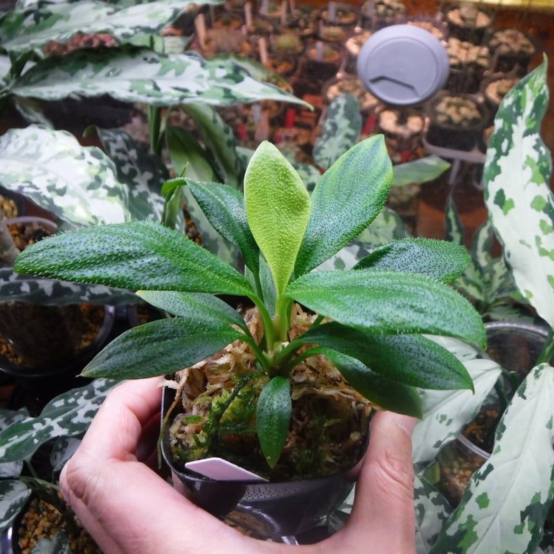Homalomena hasei “狐尾” Aceh, Sumatera, LA0616-04