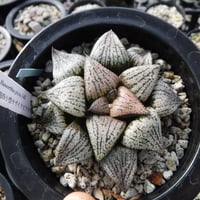 Haworthia picta ‘関西小型モザイクピクタ’ 14S