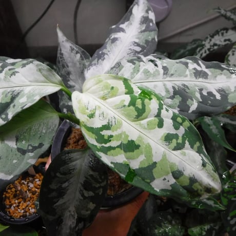 Aglaonema pictum tricolor ‘柳緑花紅’
