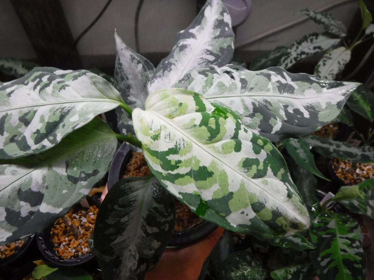Aglaonema pictum tricolor '柳緑花紅' | Green Note