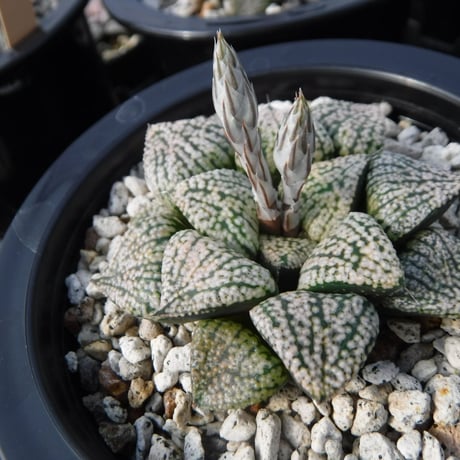 Haworthia picta’関西小型モザイクピクタ’ 14S