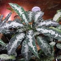 Aglaonema pictum argentum Grando Aceh, Sumatera