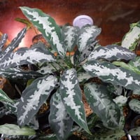 Aglaonema pictum A “白鯨” Aceh, Sumatera, LA0216-...