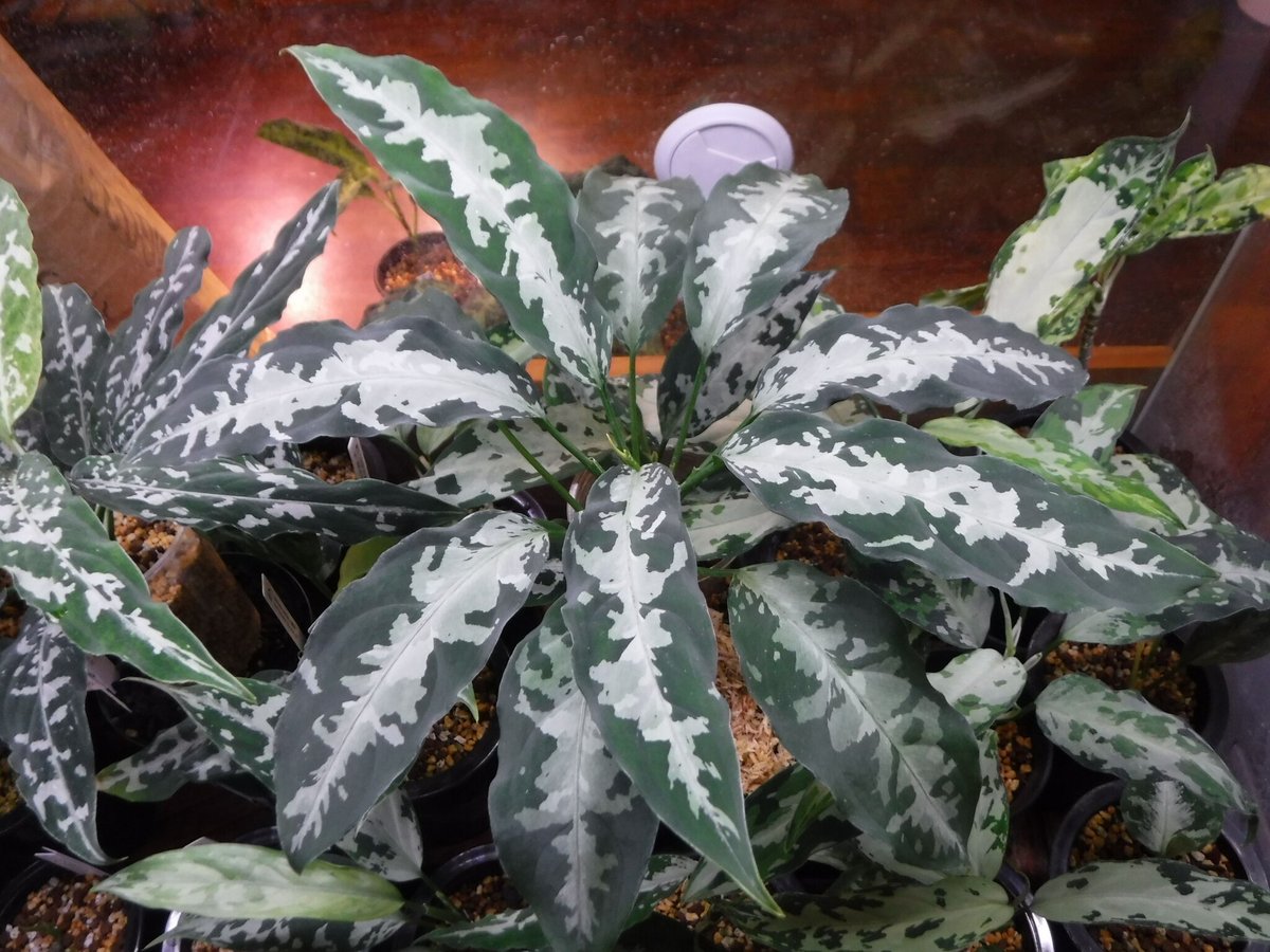 Aglaonema pictum AP Aceh, Sumatera, LA1115-03i ...