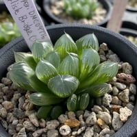 Haworthia coppers DMC09776 Carlisle Bridge, (垂れ窓)
