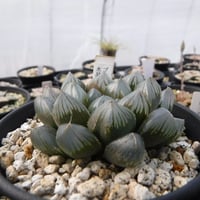 Haworthia hyb. ‘ブラック水晶オブツーサ’