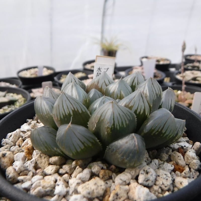 Haworthia hyb. 'ブラック水晶オブツーサ' | Green Note