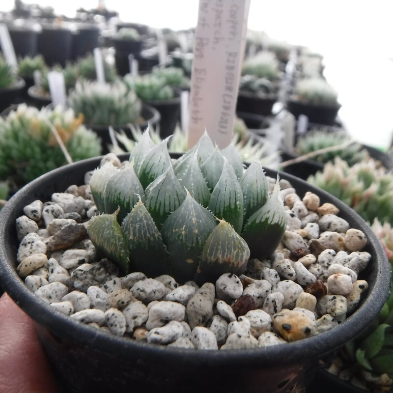 Haworthia stayneri RIB0128 | Green Note