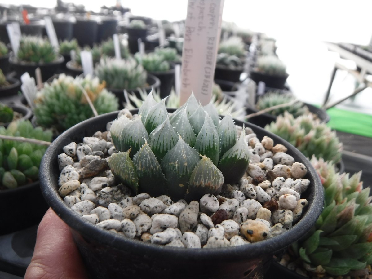 Haworthia stayneri RIB0128 | Green Note