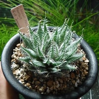 Haworthia kemari MBB6580(IB11780)