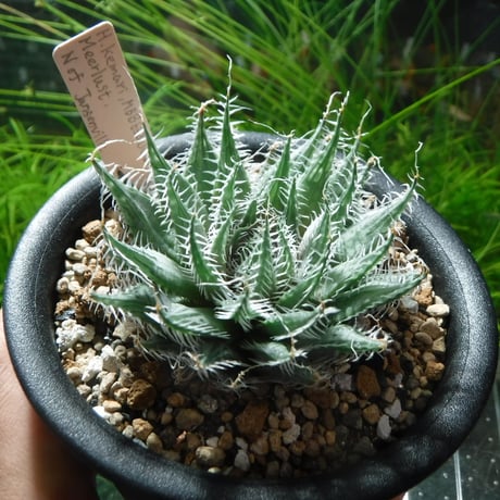 Haworthia Revisited ハオルチア 洋書 Haworthia Revisited ハオルチア 洋書