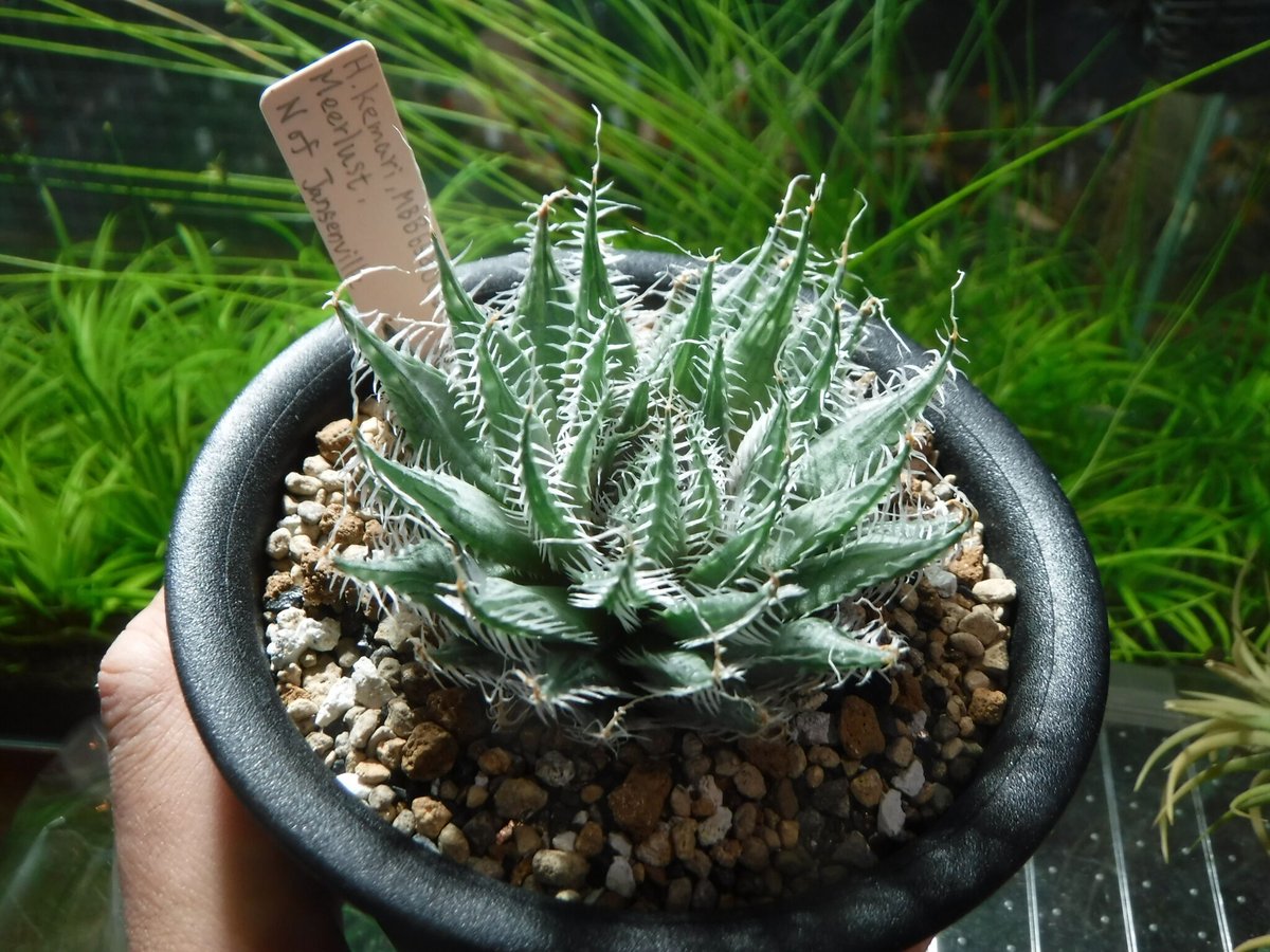 パセリ カワサキ ZX-25R SE 2023-2025｜LCIPARTS公式 スリップオン