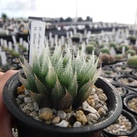 Haworthia albans n. n. RIB0076