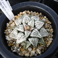 Haworthia picta ‘関西小型モザイクピクタ’ 16S
