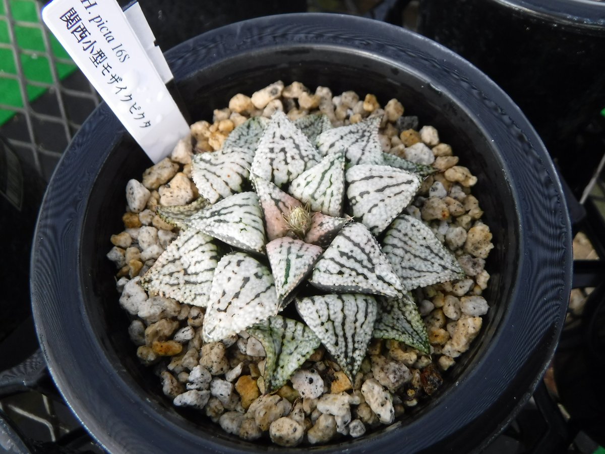 多肉植物 ハオルチア ピクタ 小澤モザイク 多肉植物 ハオルチア ピクタ 小澤モザイク