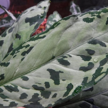 Aglaonema pictum tricolor ’Siberut 1st’ km  Pulau Sibert, LA0212-00