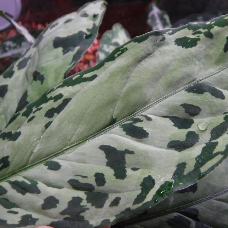 Aglaonema pictum tricolor 'Siberut 1st' km Pul