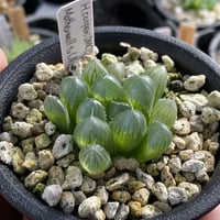 Haworthia copperi DMC12840(IB18113) Motherwell to Uitenhage,