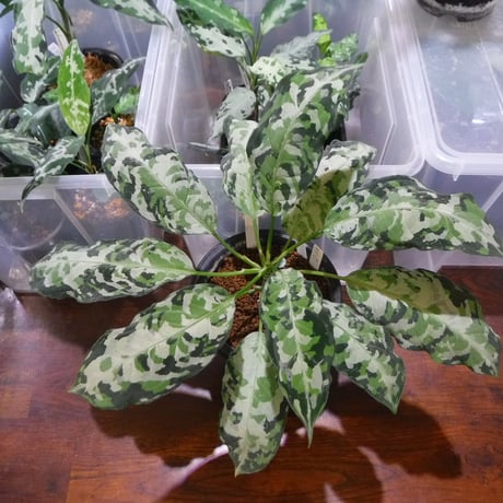アグラオネマピクタム　ディアボロ　Aglaonema HW0915-5a HW便 アグラオネマピクタム ディアボロ Aglaonema HW0915-5a HW便