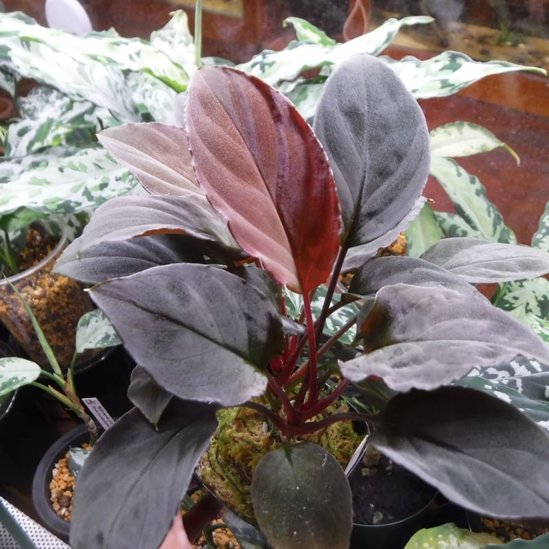 Homalomena sp. Solok, Sumatera, LA0616-03 | Gre