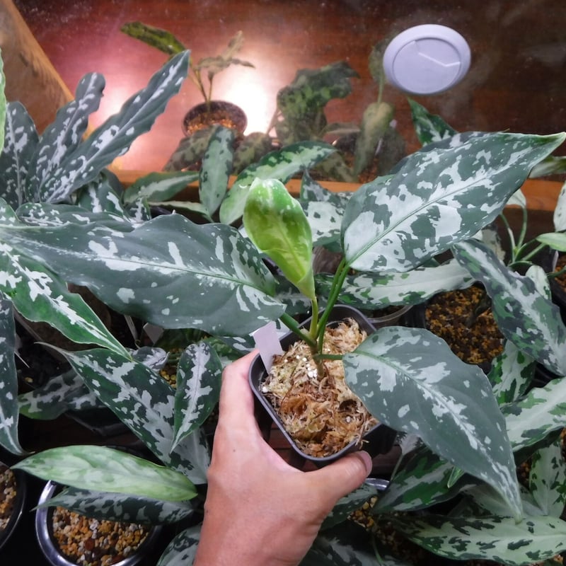 Aglaonema pictum A 'しるば〜らいん' Aceh, Sumatera, L