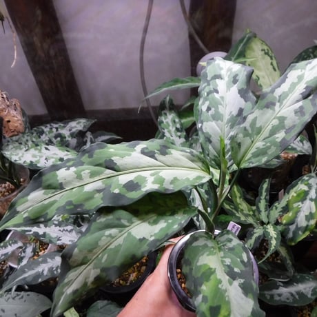 Aglaonema pictum tricolor Aceh, Sumatera, LA0819-02b