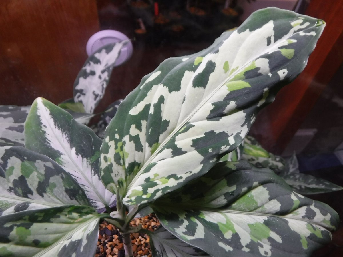 Aglaonema pictum GW1507 'メサイア' Padang, Sidempua