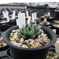 Haworthia davidii Paine’s hill, （seedling）