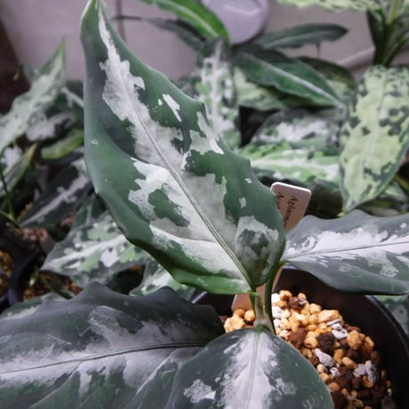 Aglaonema pictum AP Aceh, Sumatera, LA1016-03j