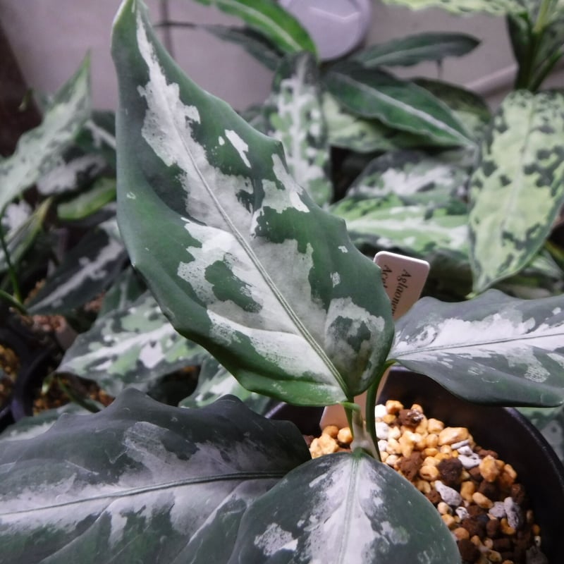 Aglaonema pictum AP Aceh, Sumatera, LA1016-03j Aglaonema pictum AP Aceh, Sumatera, LA1016-03j