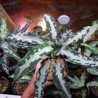 Aglaonema pictum argentum “しるば〜らいん” LA0816-03j