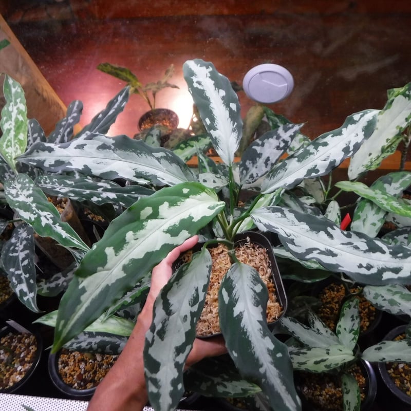 Aglaonema pictum argentum “しるば〜らいん” LA0816-03j Aglaonema pictum argentum “しるば〜らいん” LA0816-03j