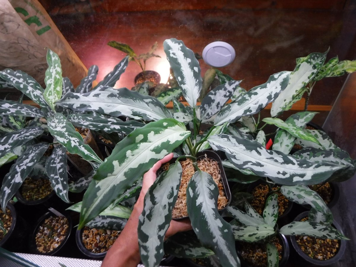 Aglaonema pictum argentum “しるば〜らいん” LA0816-03j Aglaonema pictum argentum “しるば〜らいん” LA0816-03j