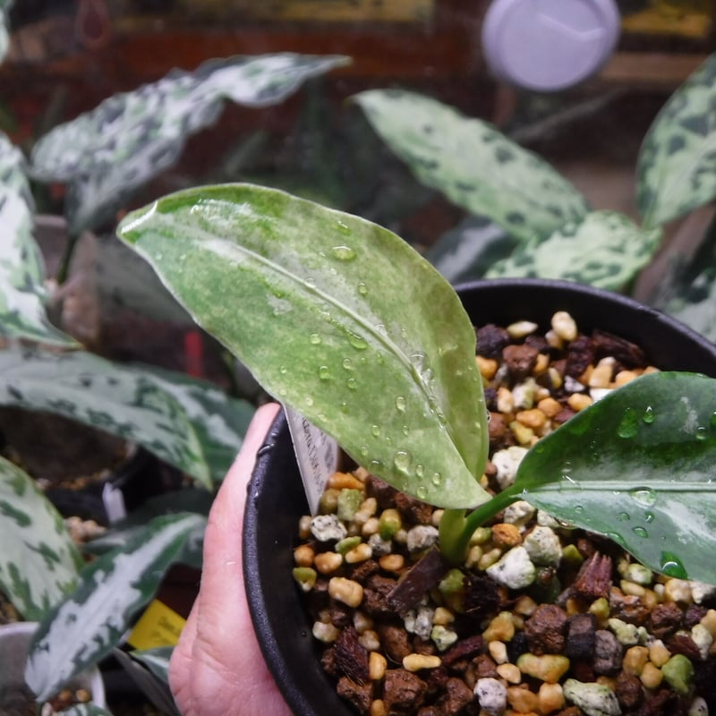 Aglaonema pictum A “朧錦” Aceh, Sumatera, LA0616-