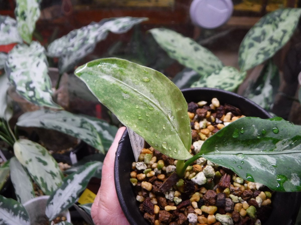 Aglaonema pictum A “朧錦” Aceh, Sumatera, LA0616-