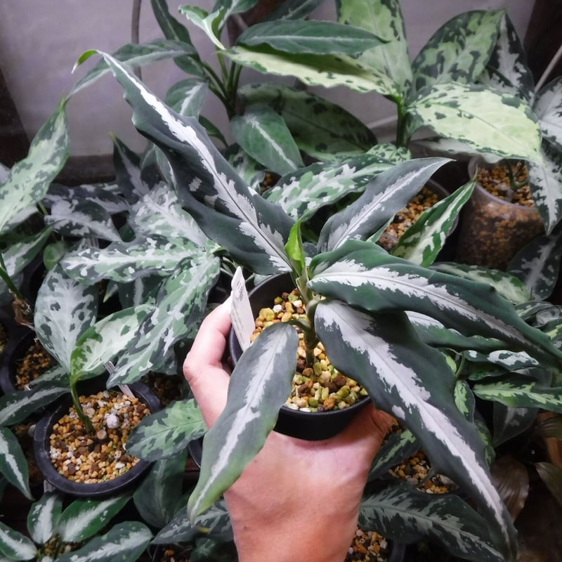 朝方迄処分価格【Weed】Aglaonema pictum 最終価格朝方迄【Weed】Aglaonema pictum - メルカリ
