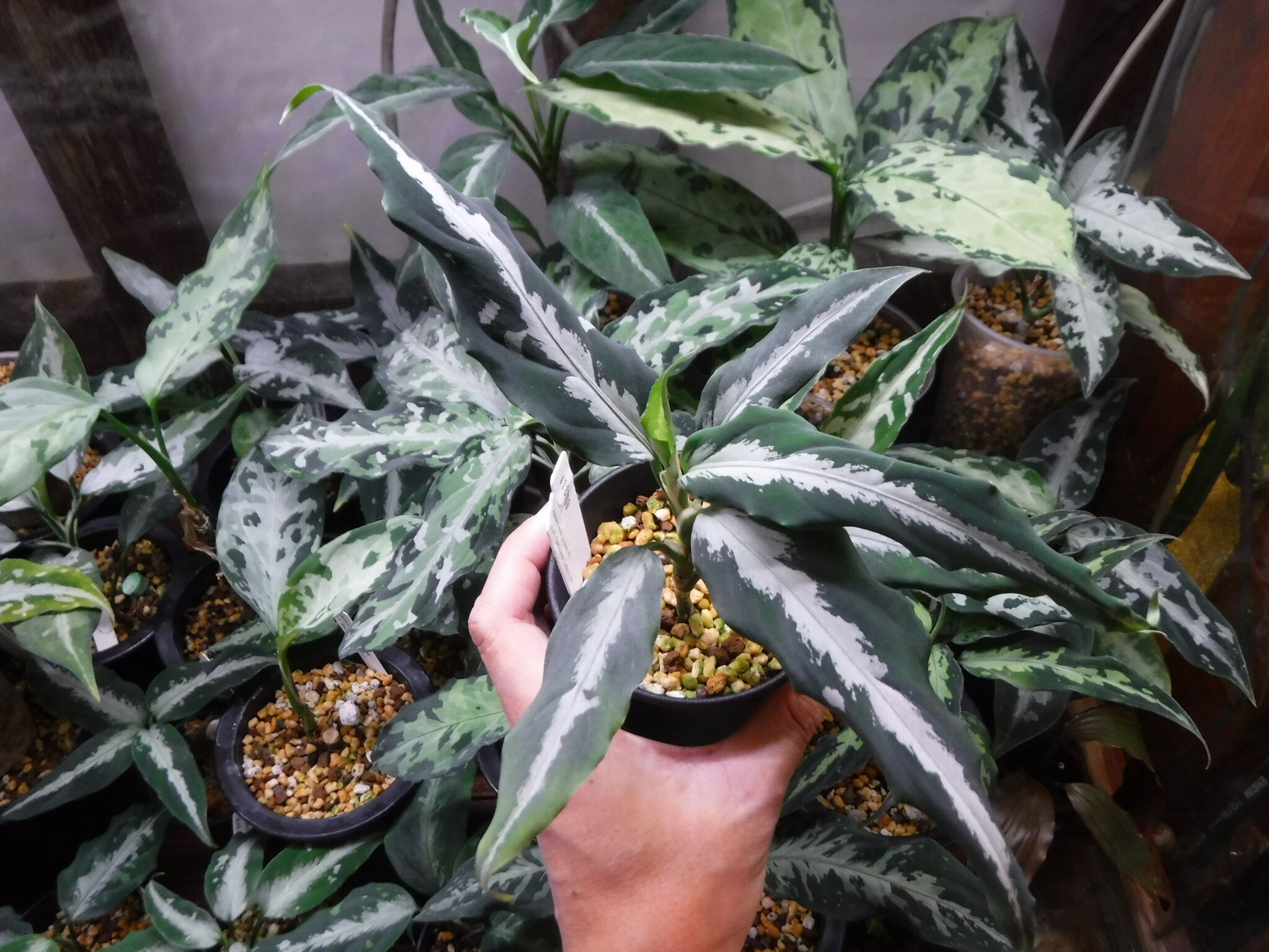 Aglaonema pictum hi.de original実生 original