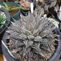 Haworthia hub. gigas交配　川本氏実生