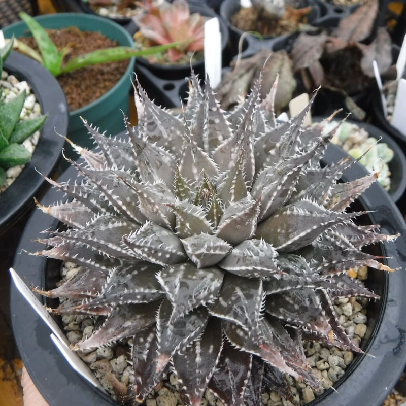 Haworthia hub. gigas交配 川本氏実生 | Green Note