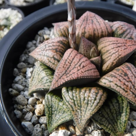 Haworthia picta ‘関西小型モザイクピクタ’ 14S