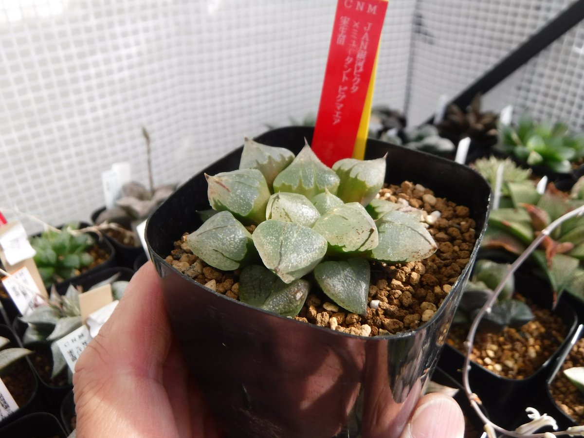 ハオルチア ピグマエアミュータント 実生 特異株① 【公式通販】