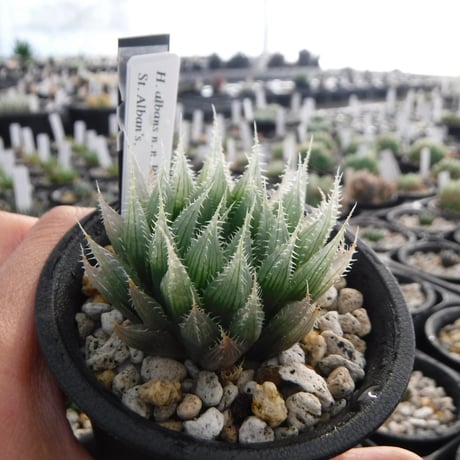Haworthia albans n. n. RIB0076