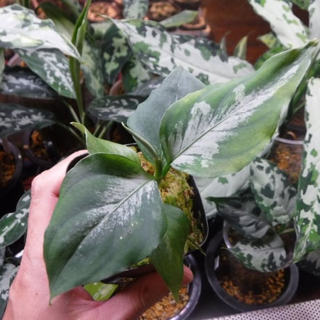 Aglaonema pictum argentum Pulau Pini, LA0815-z-pp-00