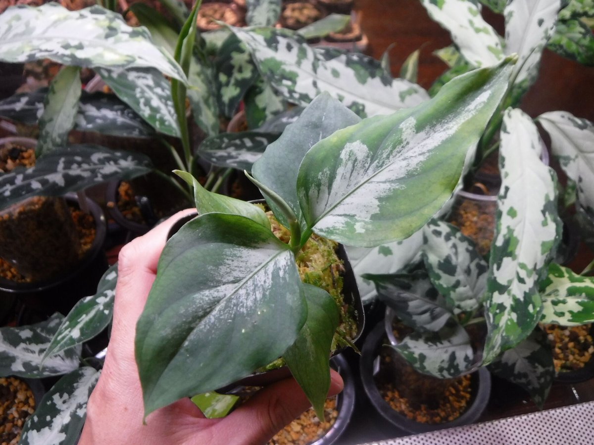 100%本物 fit=scale-down,w=1200 その他観葉植物