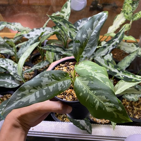 Aglaonema pictum A ‘しるば〜らいん’ Aceh, Sumatera, LA0819-01b