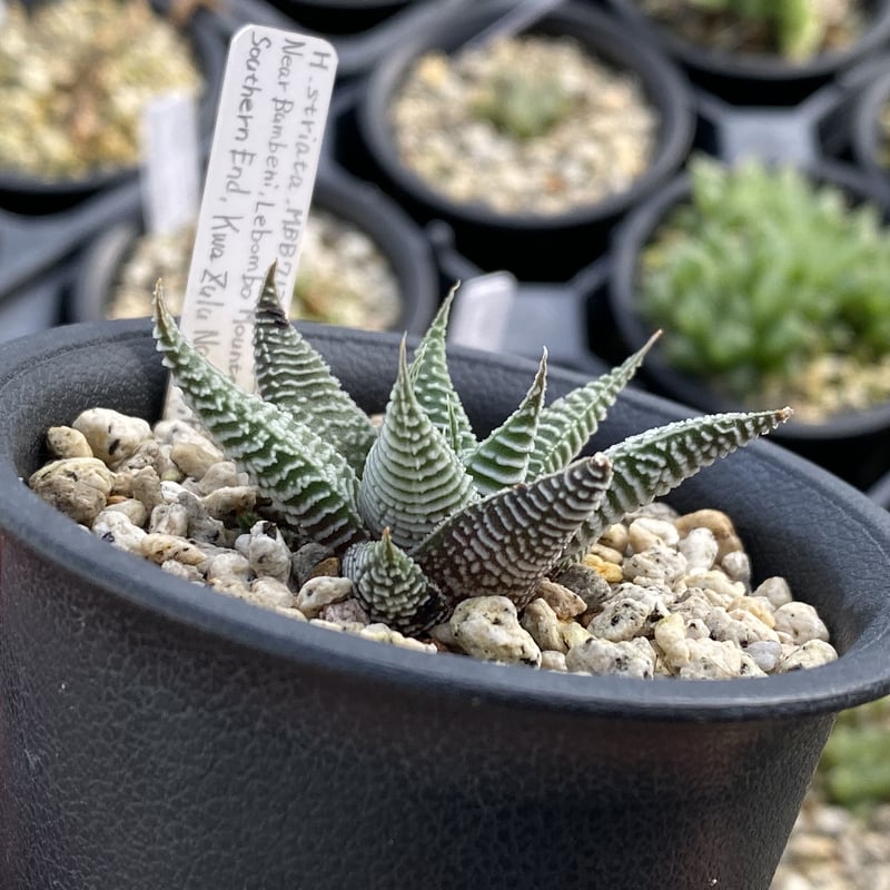 Haworthiopsis striata MBB7137 Bear Bumbeni, Leb